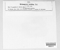 Melampsoridium betulinum image